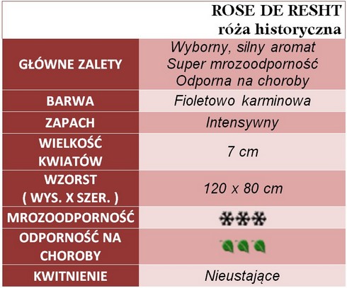 Rose de Resht róże historyczne gł.zal